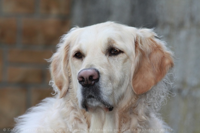 Photo de Golden retriever