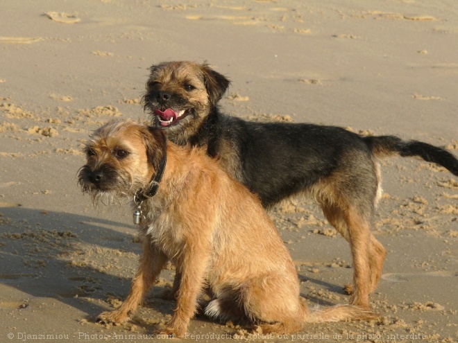 Photo de Border terrier