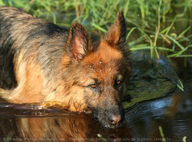 Photo de Berger allemand  poil court