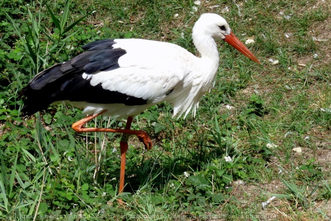 Photo de Cigogne