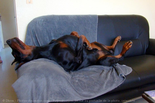 Photo de Dobermann