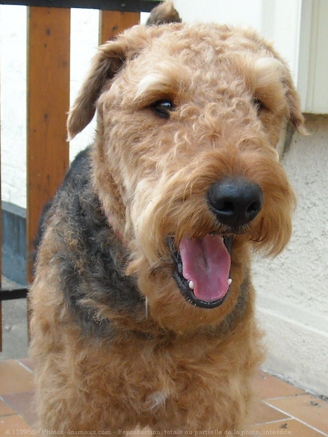 Photo d'Airedale terrier