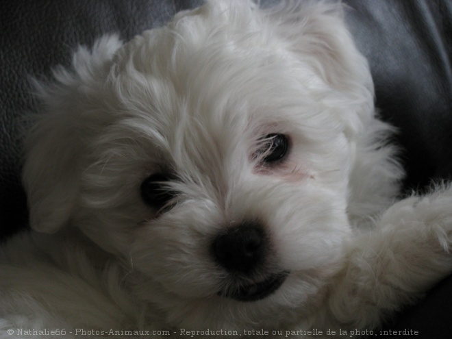 Photo de Coton de tulear