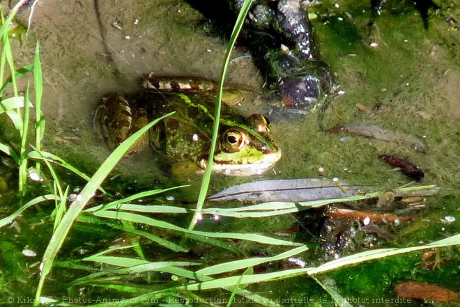 Photo de Grenouille verte commune