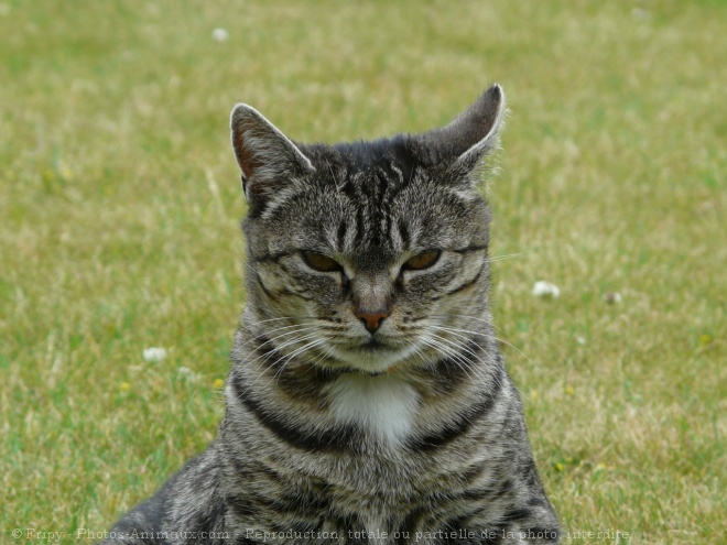 Photo de Chat domestique