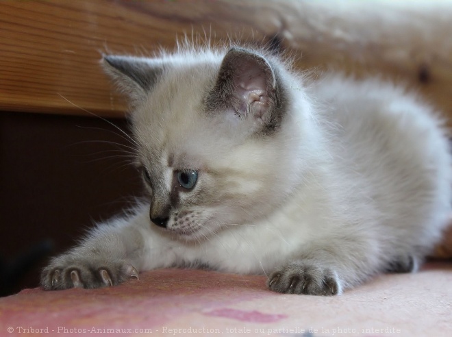 Photo de Chat domestique