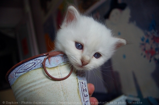 Photo de Sacr de birmanie