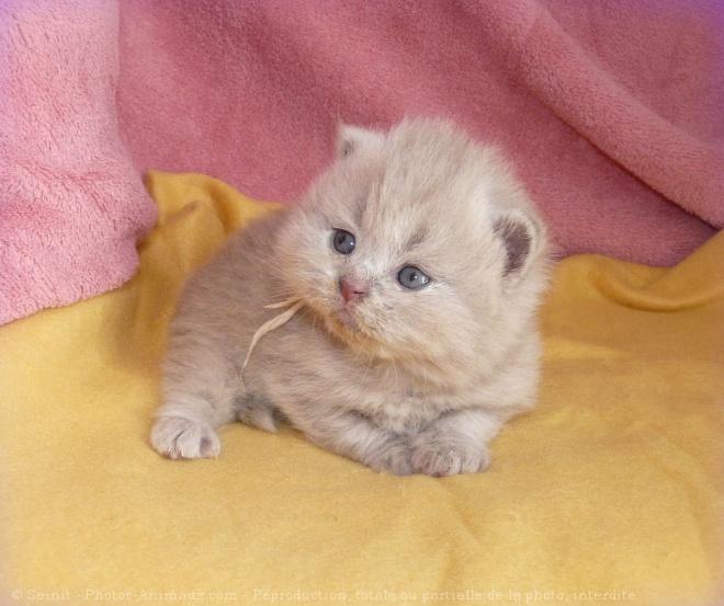 Photo de British shorthair