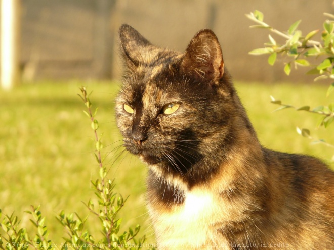 Photo de Chat domestique