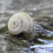 Photo d'Escargot