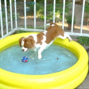 Photo de Cavalier king charles spaniel