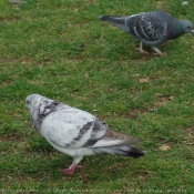 Photo de Pigeon