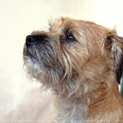 Photo de Border terrier