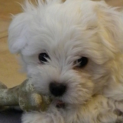 Photo de Coton de tulear