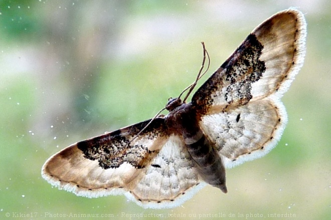 Photo de Papillon