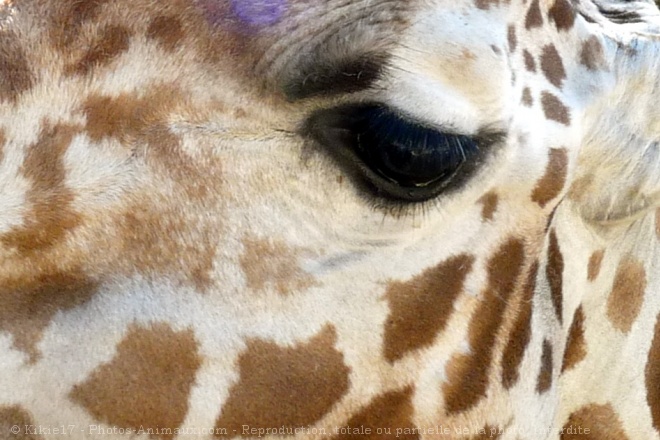 Photo de Girafe