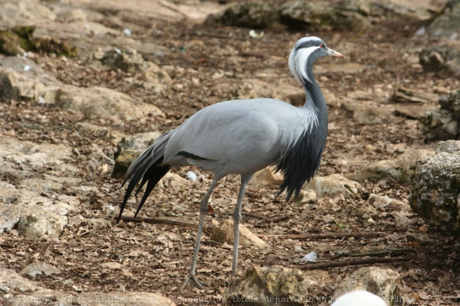 Photo de Grue