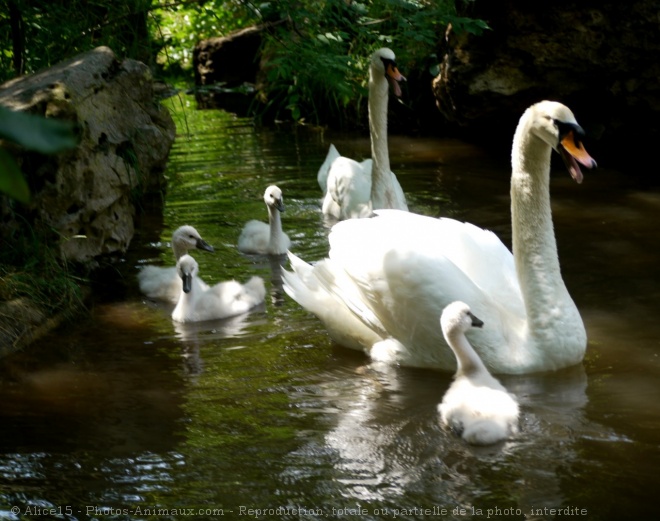 Photo de Cygne