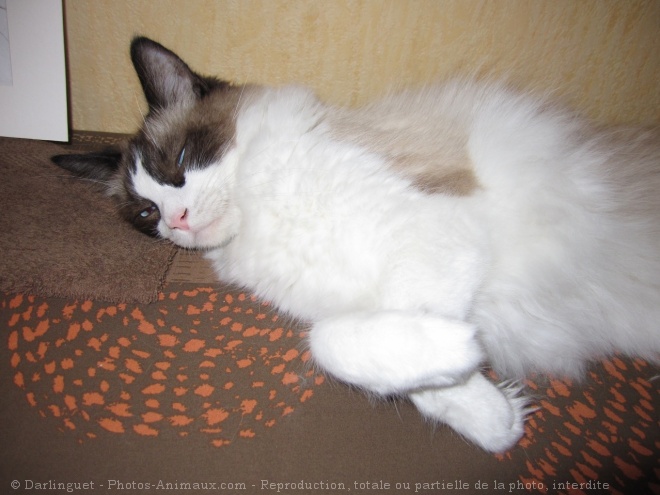 Photo de Ragdoll