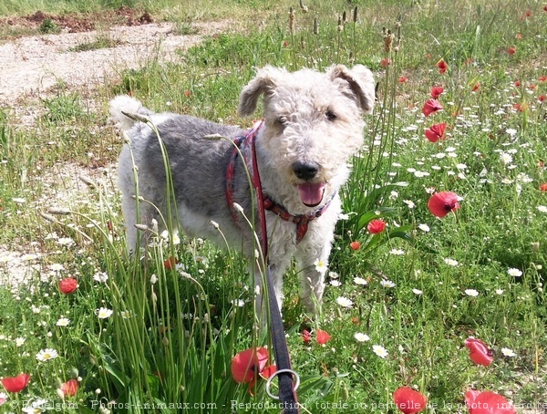 Photo de Fox terrier  poil dur