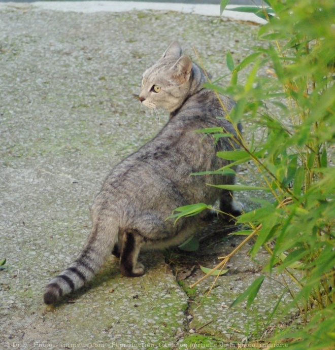 Photo de Chat domestique