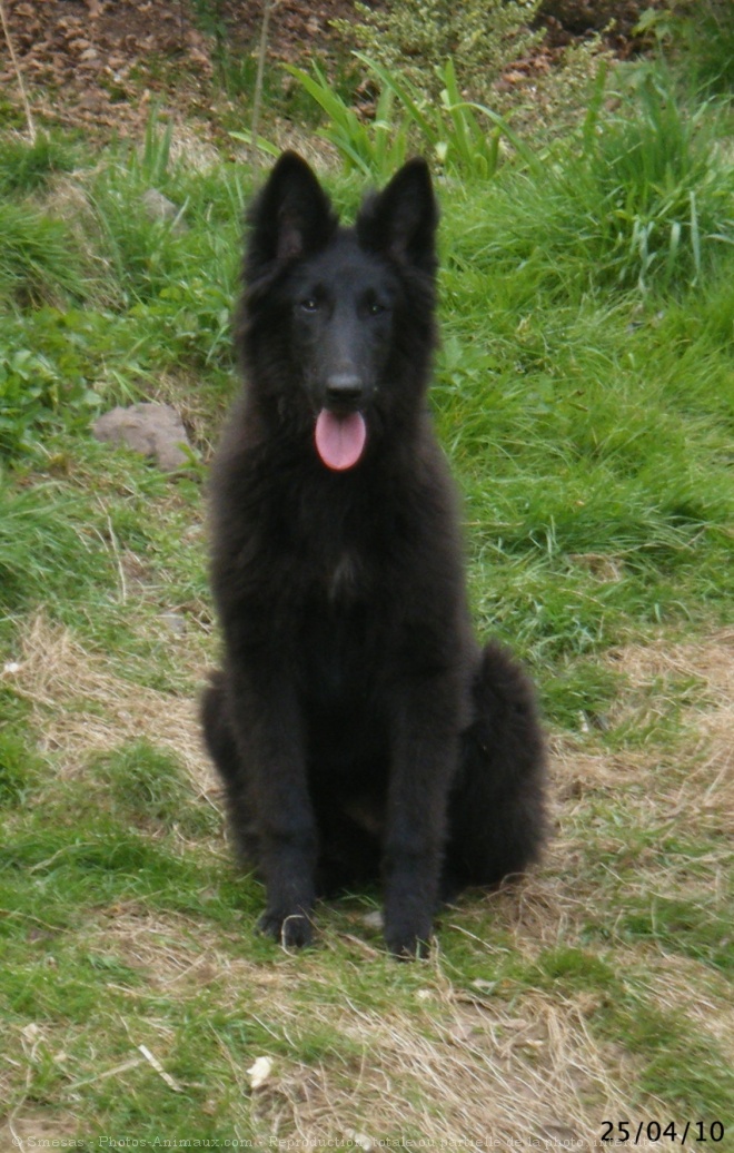 Photo de Berger belge groenendael