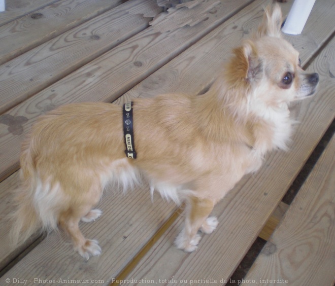 Photo de Chihuahua  poil long