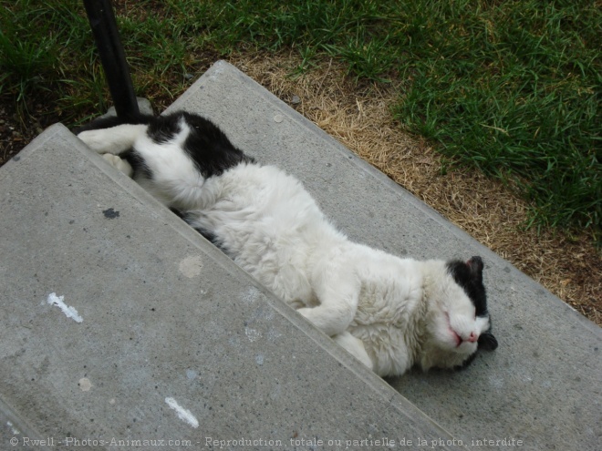 Photo de Chat domestique