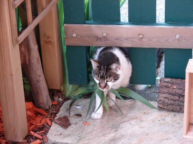 Photo de Chat domestique