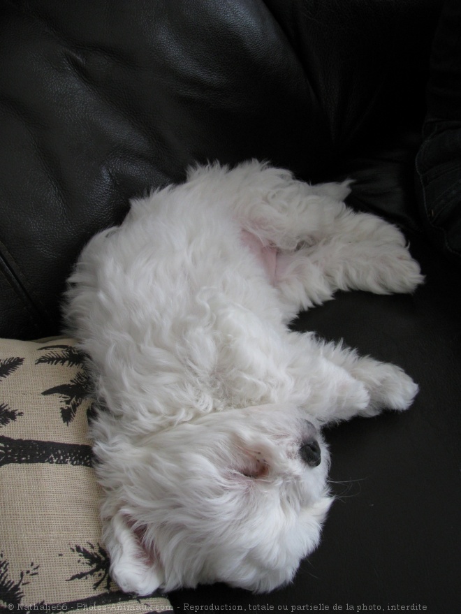 Photo de Coton de tulear