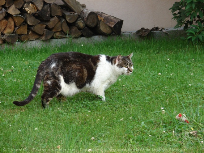 Photo de Chat domestique