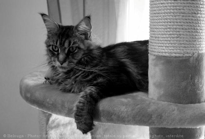 Photo de Maine coon