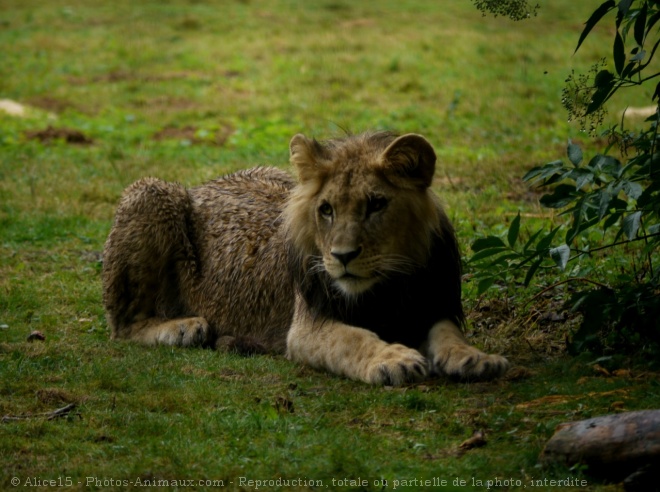 Photo de Lion