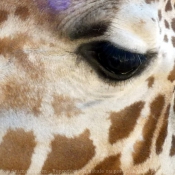 Photo de Girafe