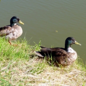 Photo de Canard colvert