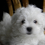 Photo de Coton de tulear