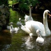 Photo de Cygne