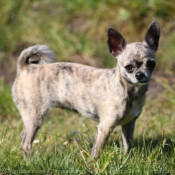 Photo de Chihuahua  poil court