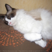 Photo de Ragdoll