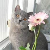 Photo de British shorthair