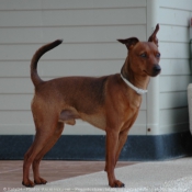 Photo de Pinscher nain