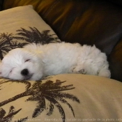 Photo de Coton de tulear