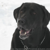 Photo de Labrador retriever