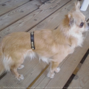 Photo de Chihuahua  poil long