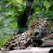 Photo de Jaguar