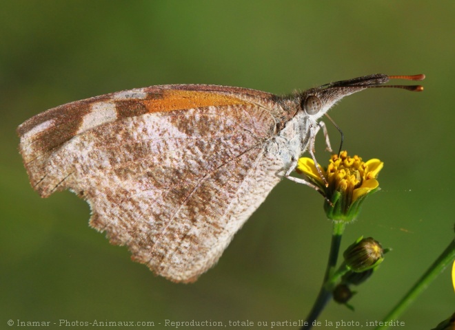 Photo de Papillon