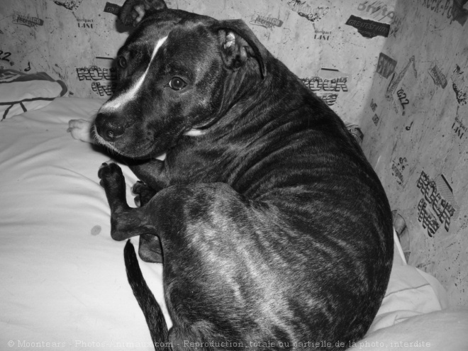 Photo d'American staffordshire terrier