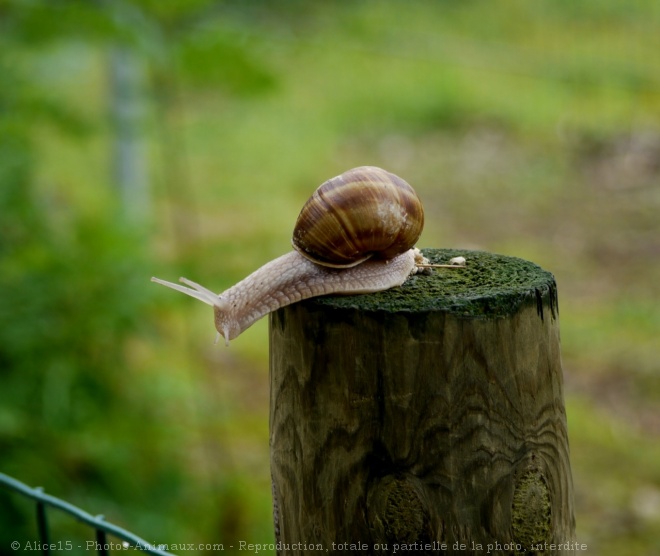 Photo d'Escargot