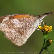 Photo de Papillon