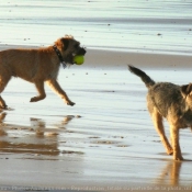 Photo de Border terrier